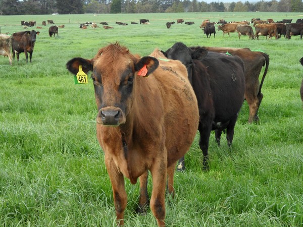 Should you invest in Dairy?