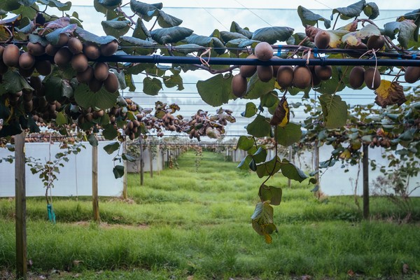 Kiwifruit Market Insight.