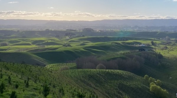 Carbon Markets - Webinar