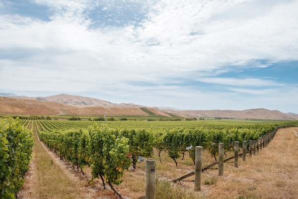 The potential for Marlborough Sauvignon Blanc.