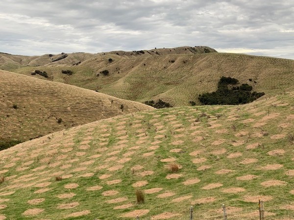 Mānuka - a quiet revolution in rural New Zealand